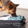 dog sniffing