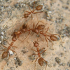 fire ants