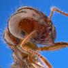 fire ant