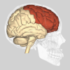 A rendering of a brain.