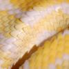 Snake skin
