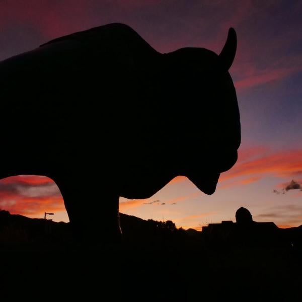 A purple sunset caused by a volcano in Russia provides a stunning background to one of the buffalo sculptures at the University of Colorado Boulder. (Photo by Casey A. Cass/University of Colorado)
