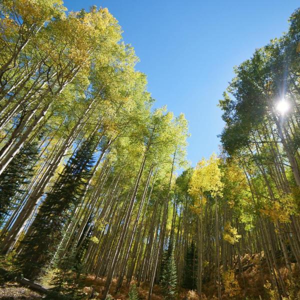 Turning aspen near Crested Butte. (Photo by Glenn Asakawa/University of Colorado)