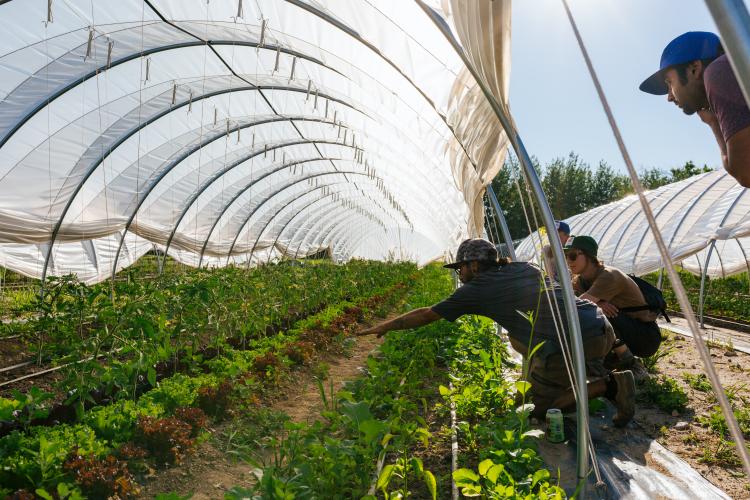 Students working with farmer in a green house. 