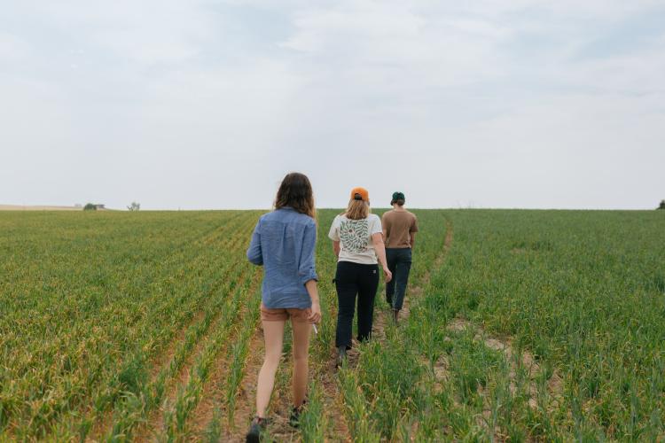 Students in a field working with Mad Agriculture.