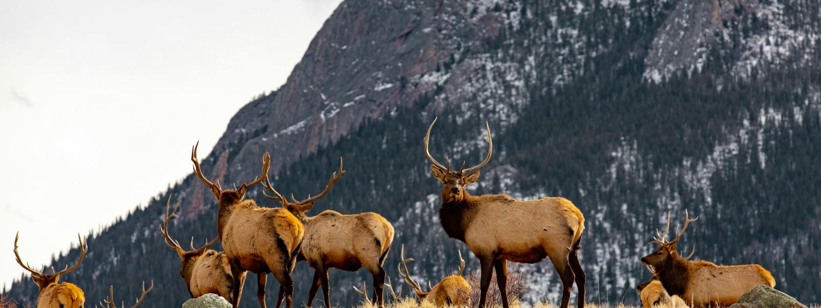 Elk in Estes Park, CO