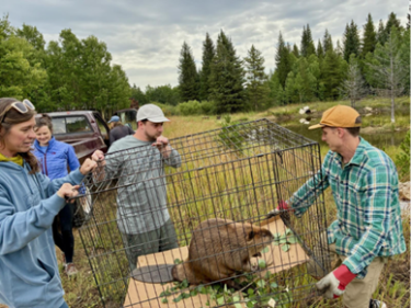 Beaver release