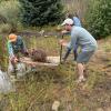 Students holding a cage with a beaver in it over a stream to reintroduce it.