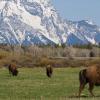 Bison