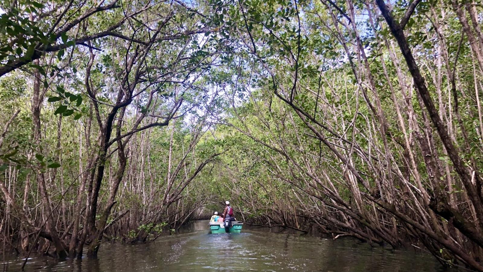Mangrove boatride
