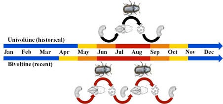 Life Timeline of Mountain Pine Beetle