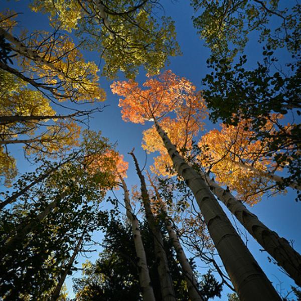 Aspen Canopy