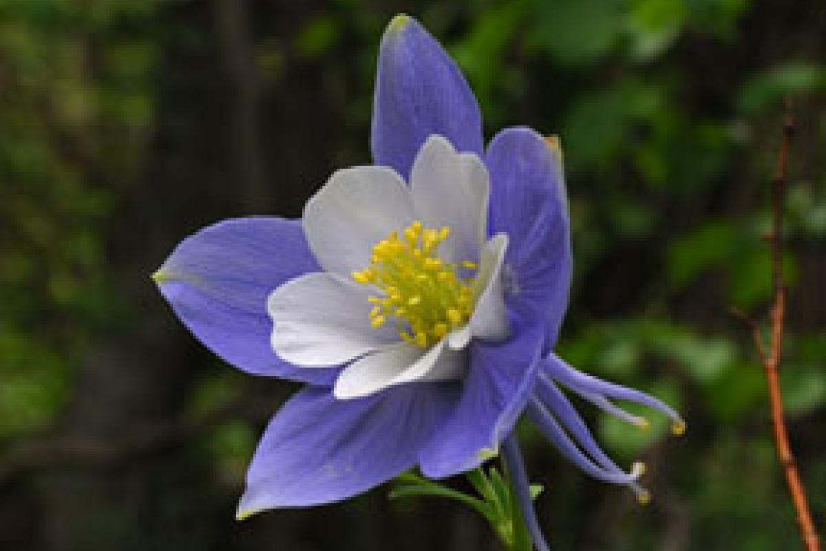 Blue Columbine