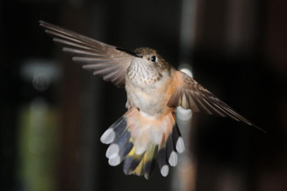 Hummingbird