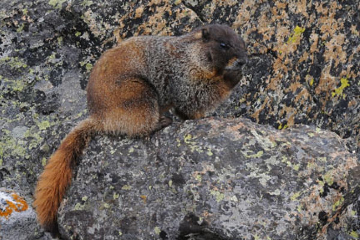 Marmot