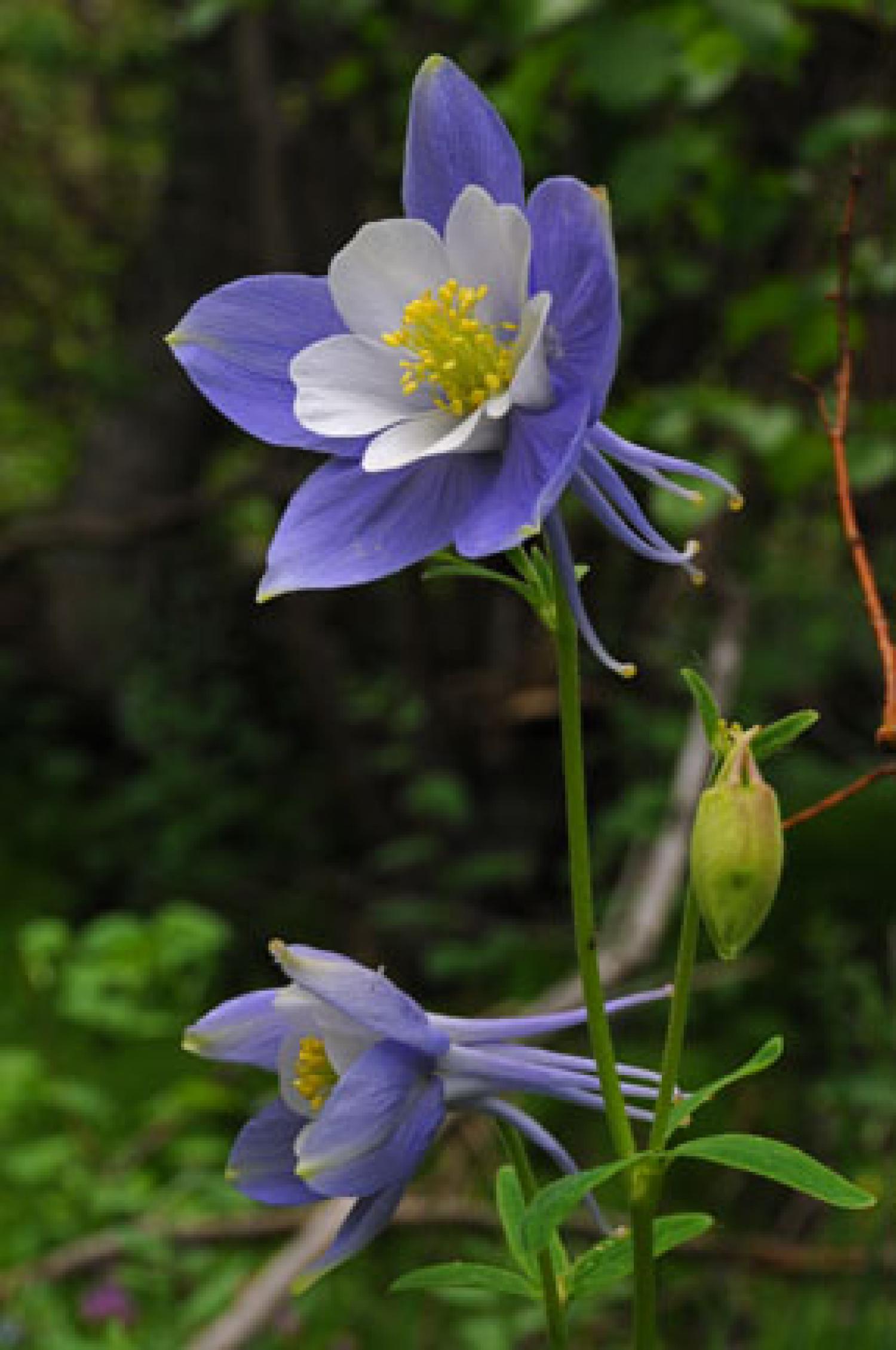 Blue Columbine
