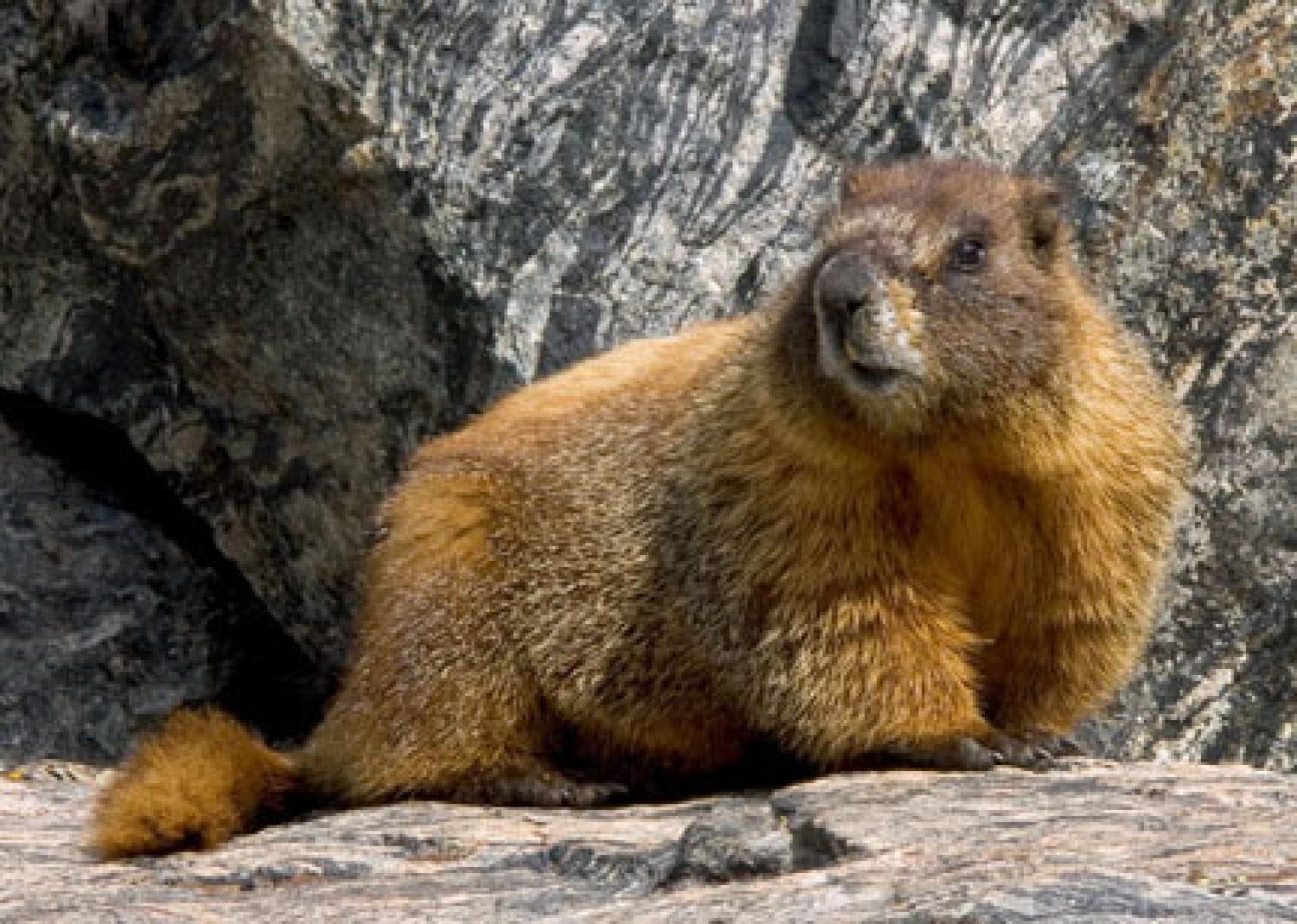 Marmot