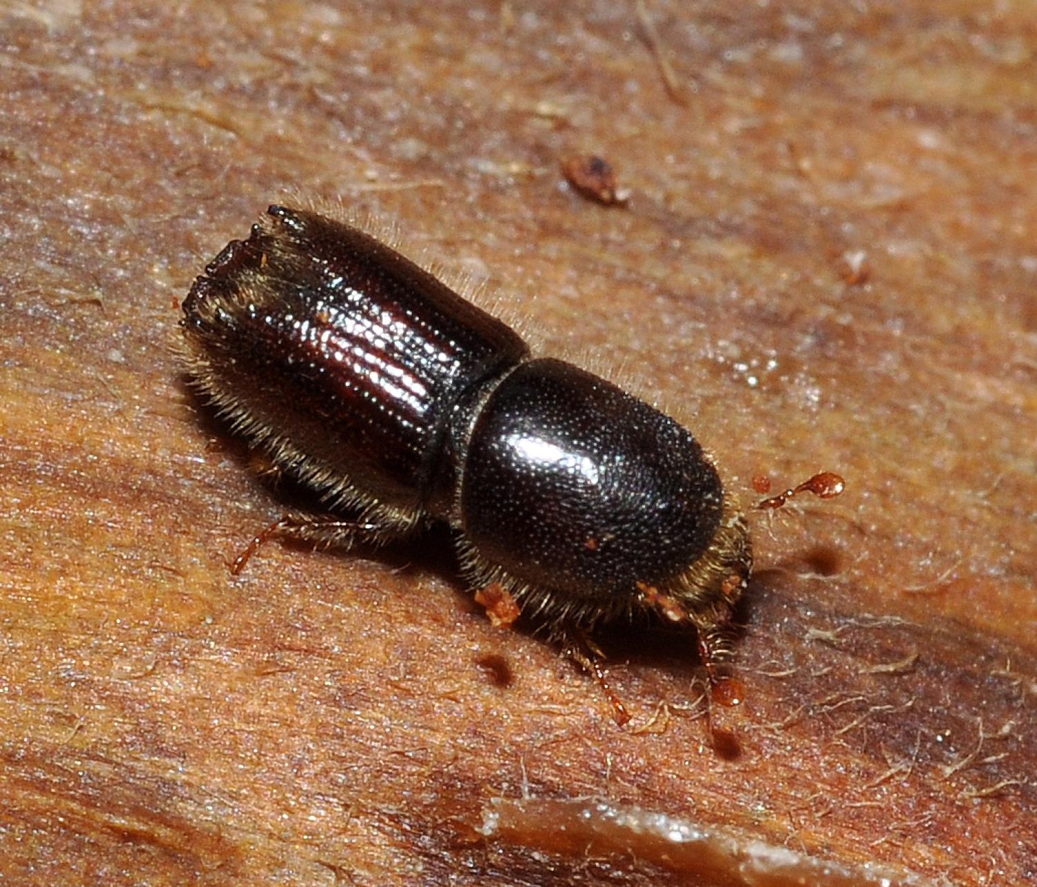 Pine Beetle Square