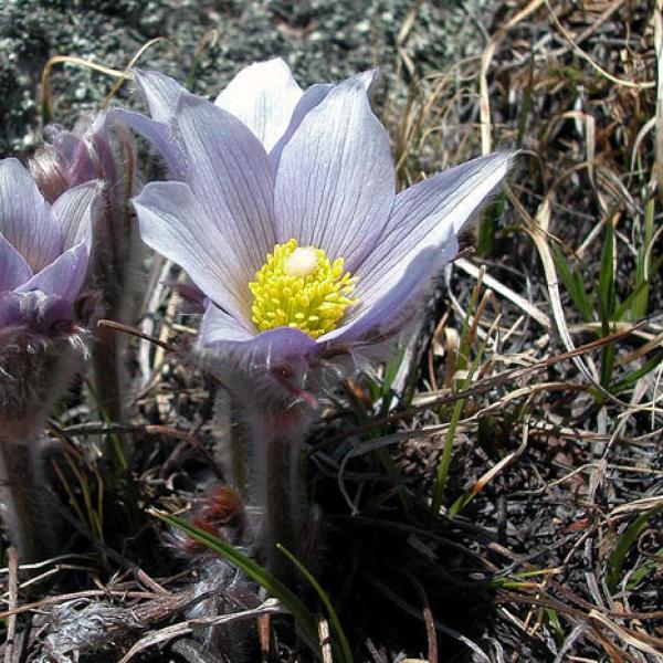 Flowers in the tundra