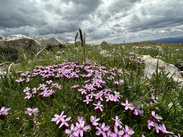 Silene acaulis on Niwot Ridge