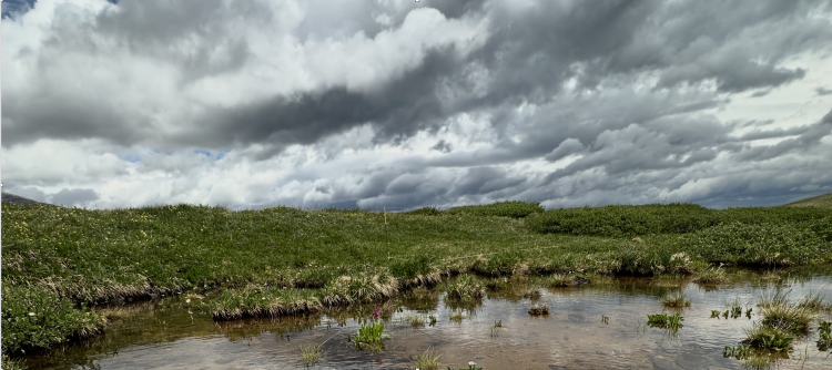 niwot ridge wetland