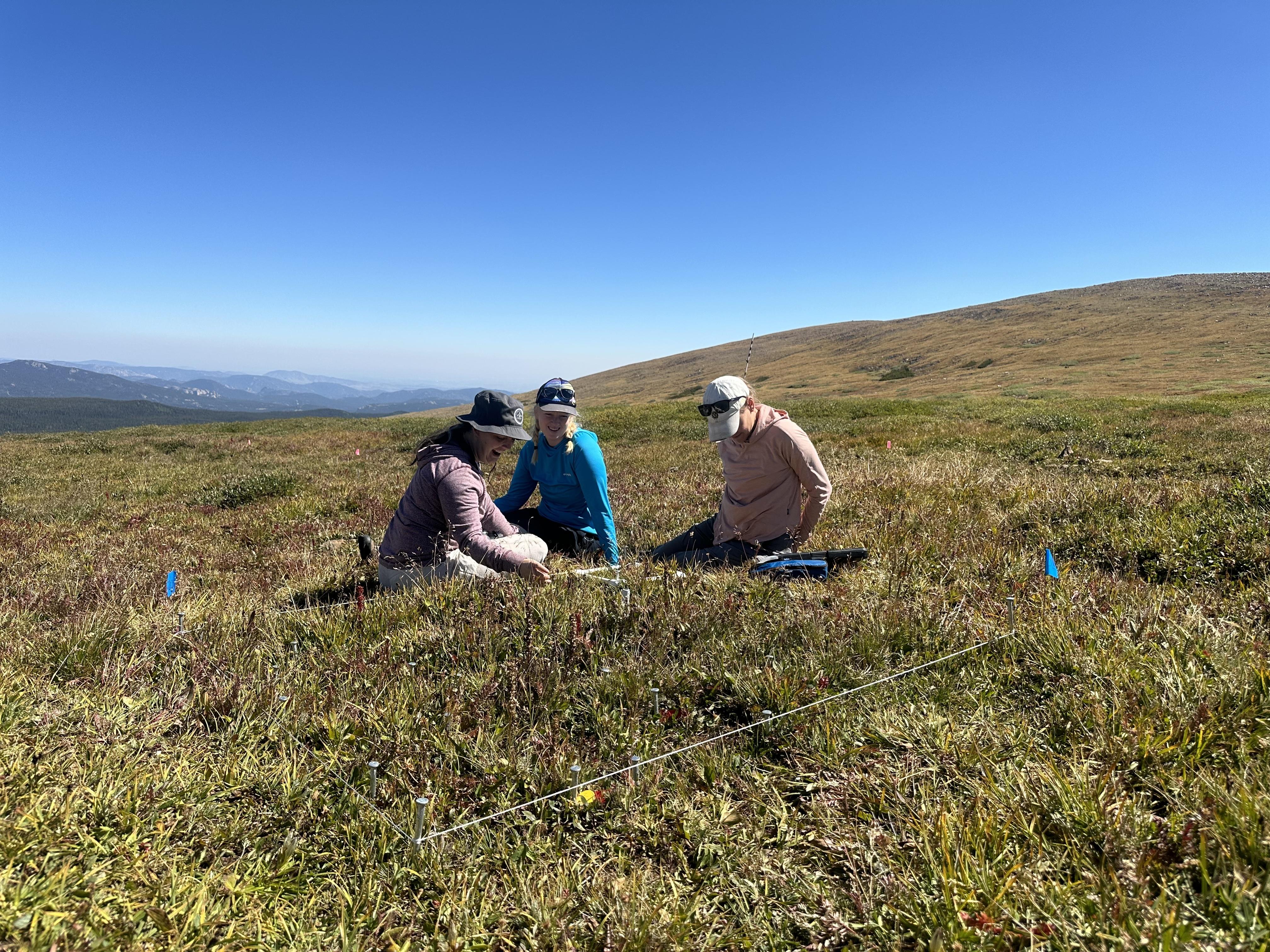 vegetation measuring on Niwot Ridge
