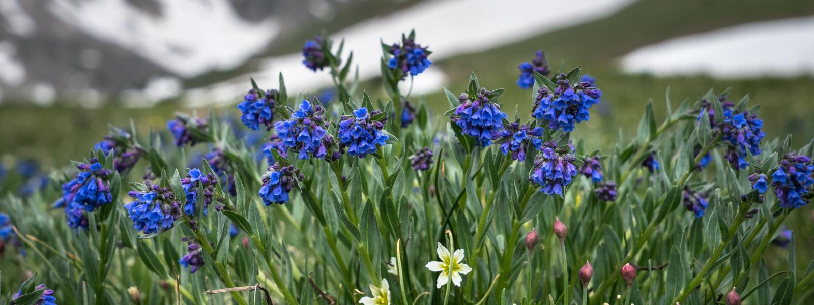 Mertensia