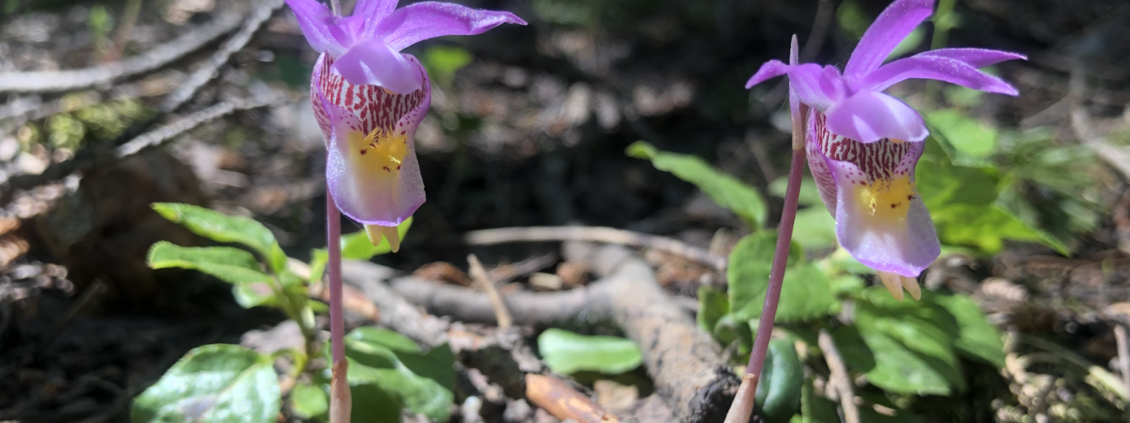 Calypso orchids