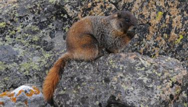 Marmot