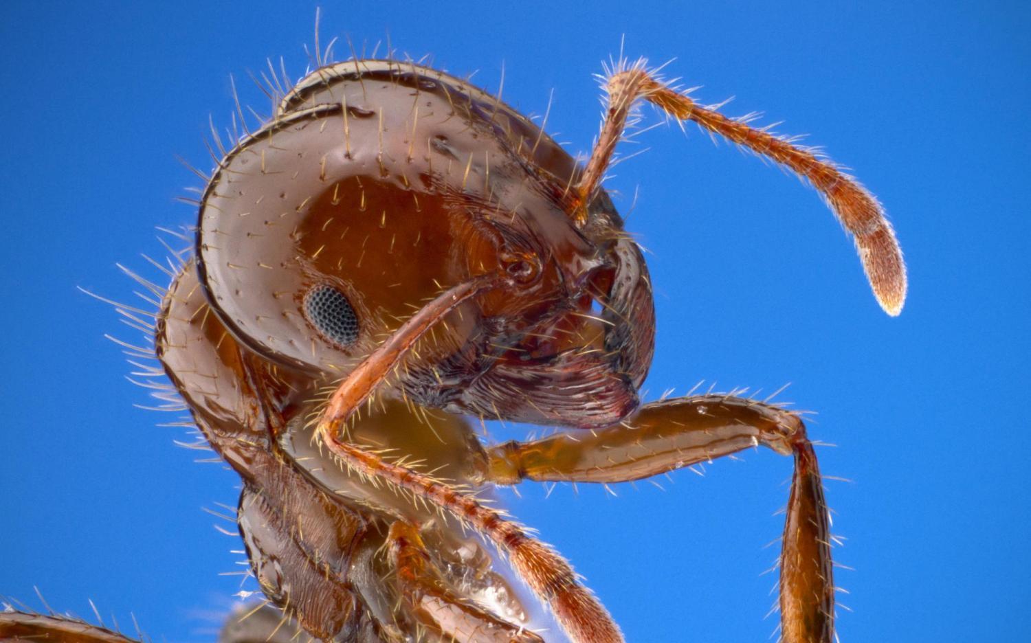 Vernerey_FireAnts
