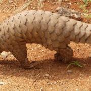 Pangolin