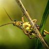 Grasshopper on a twig.