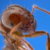 Vernerey_FireAnts