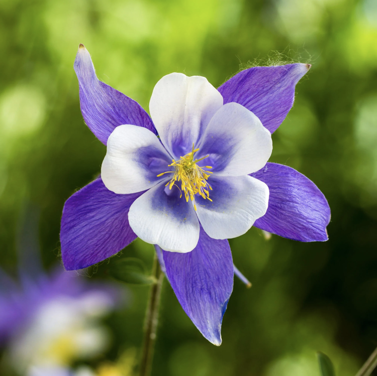 Columbine
