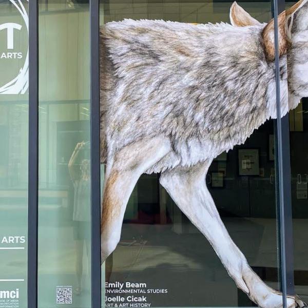 Coyote