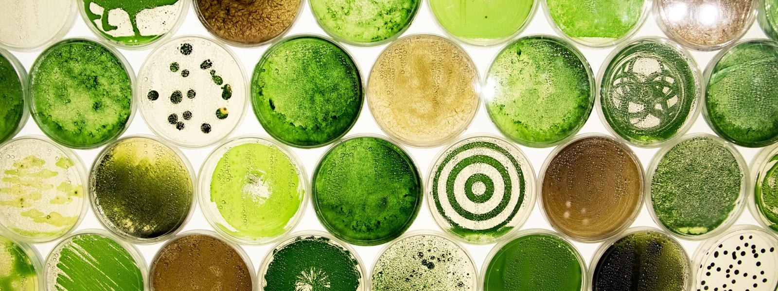 Cyanobacteria