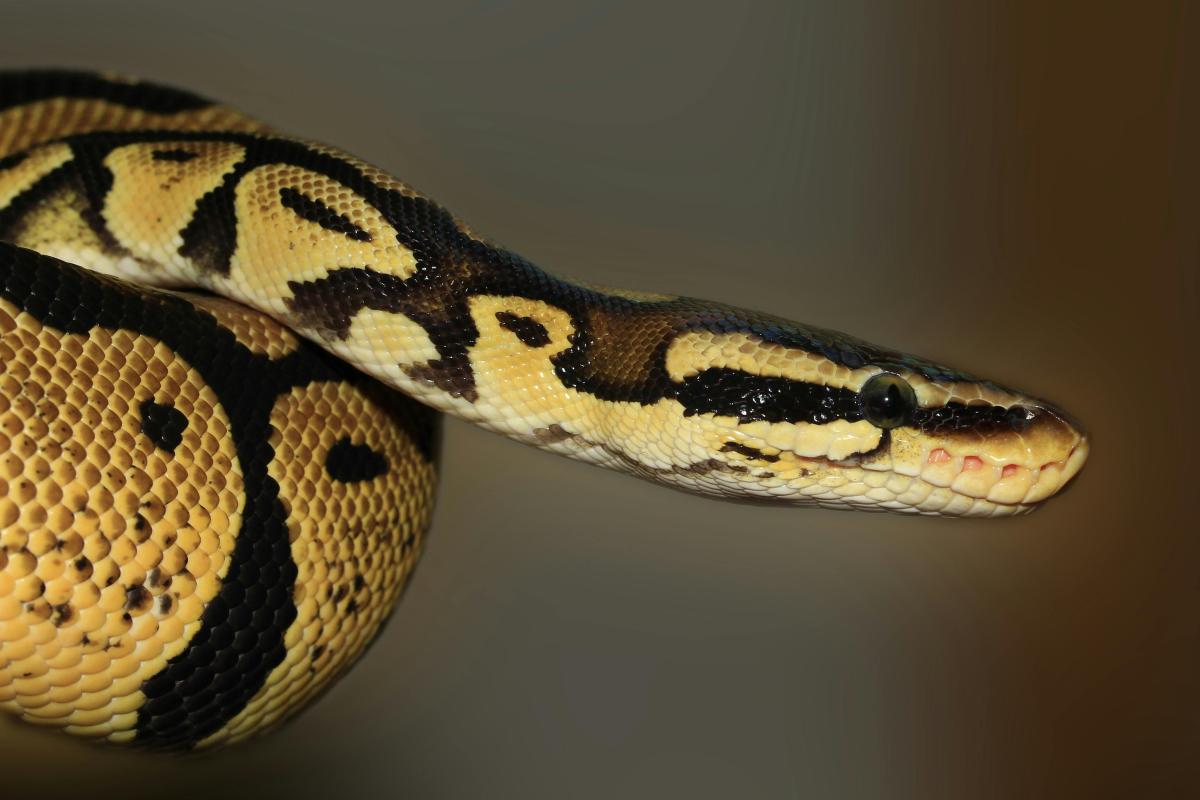 A snake half coiled and pointing its head to the right side of the frame.