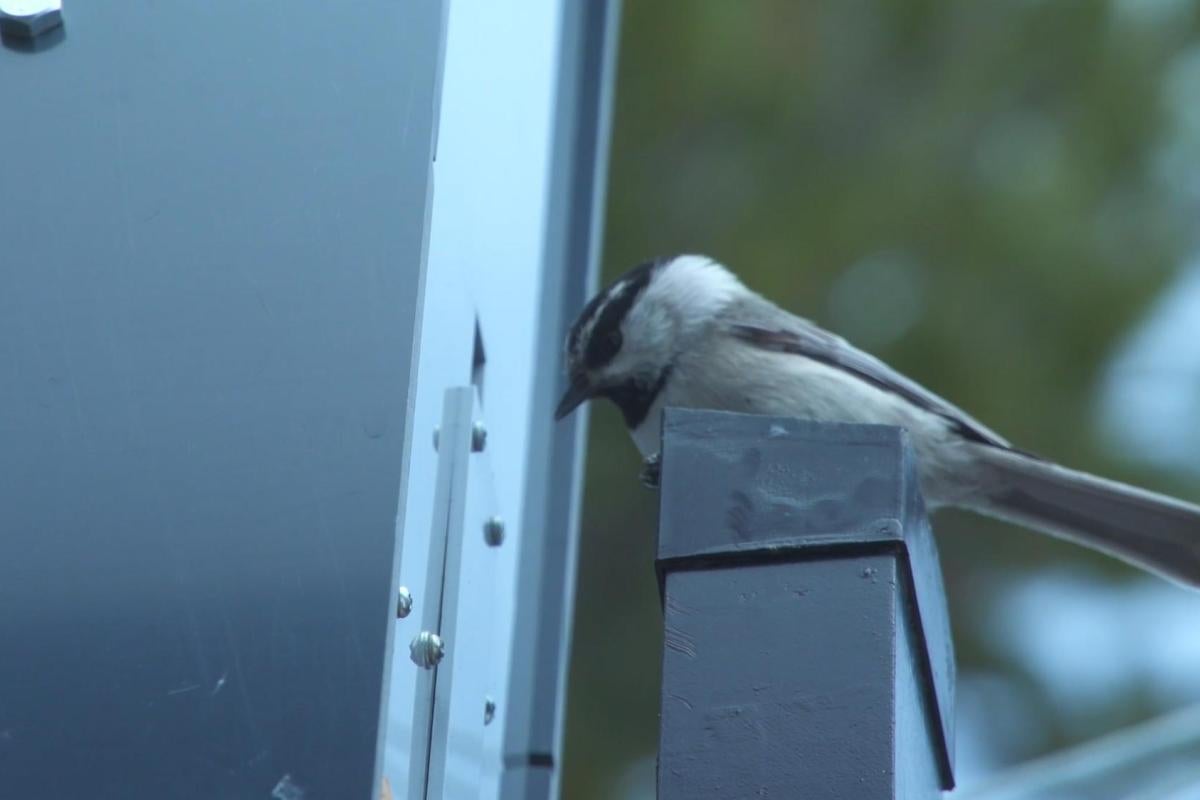 A chickadee sits on a bird feeder waiting to see if food is dispensed.