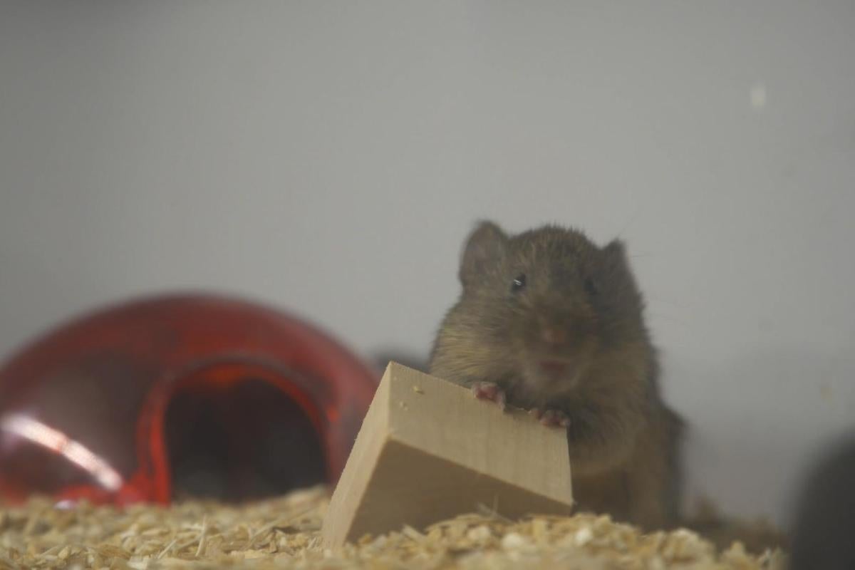 A prairie vole playing with a small block of wood.