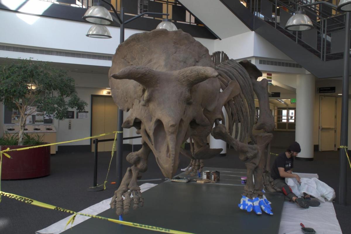 Triceratops skeleton display under construction.