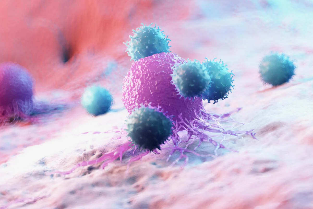 Leukocytes attacking a cancer cell