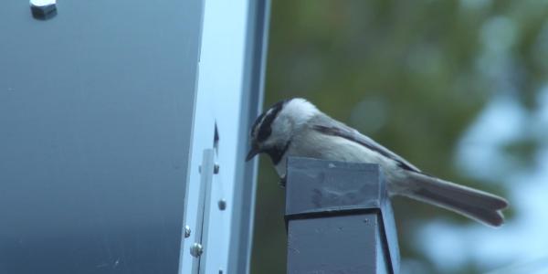 A chickadee sits on a bird feeder waiting to see if food is dispensed. 