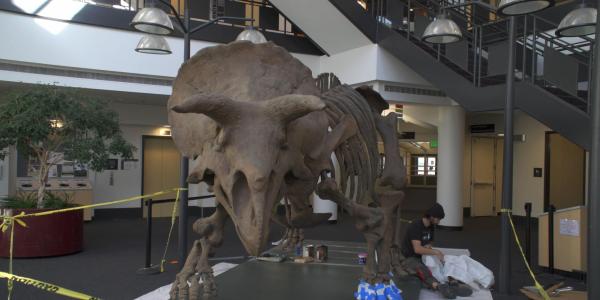 Triceratops skeleton display under construction. 