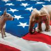 Donkey and Elephant on American flag