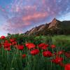 Poppies at Chautauqua park in Boulder, CO