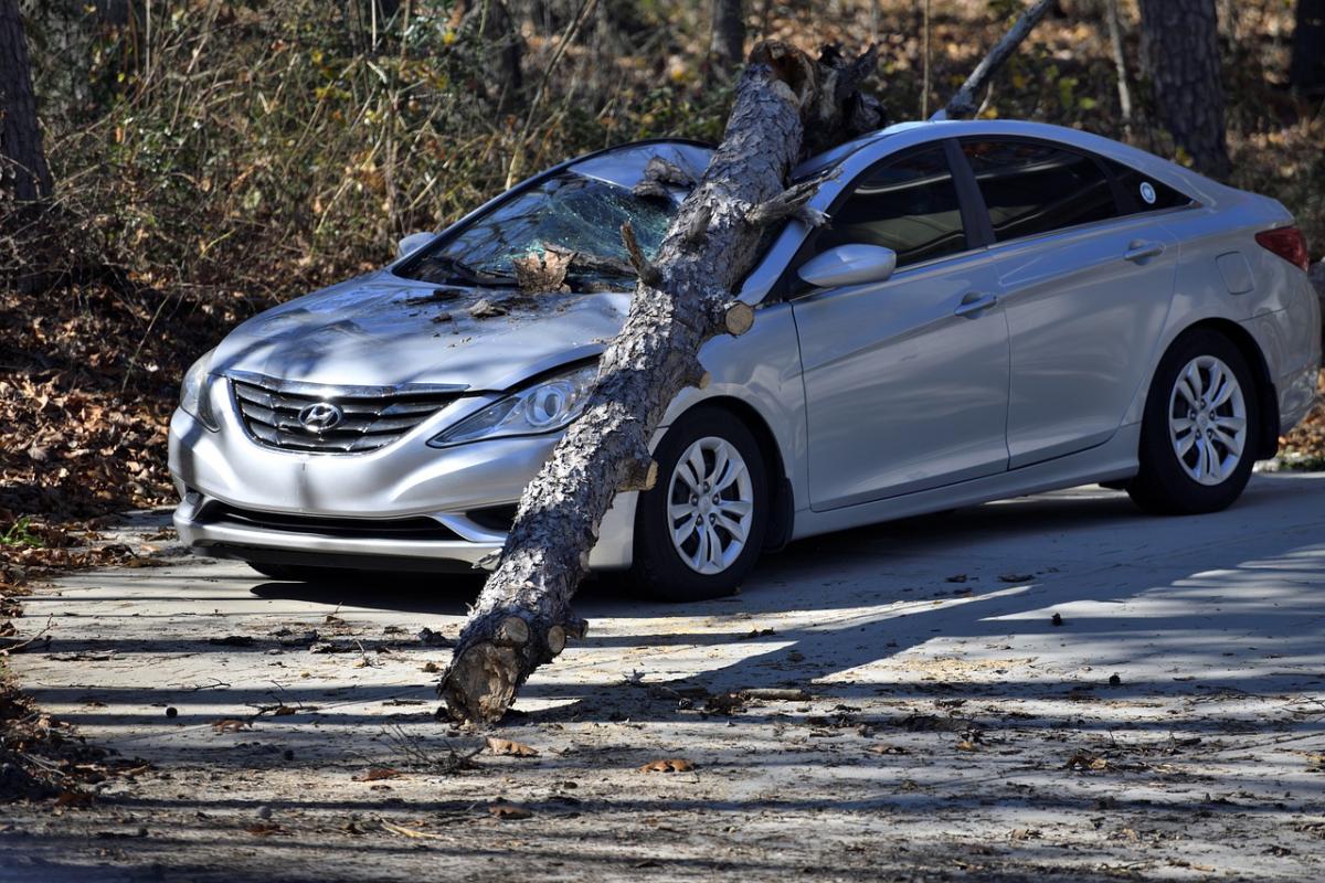 car with tree limb image