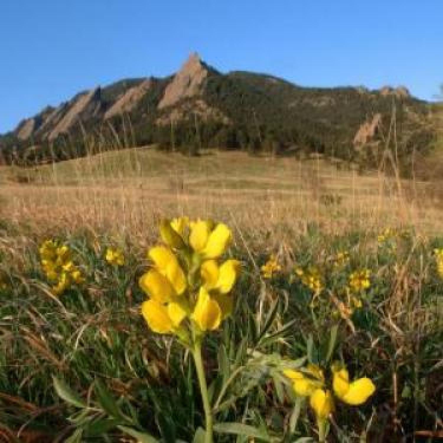 flower with mountains