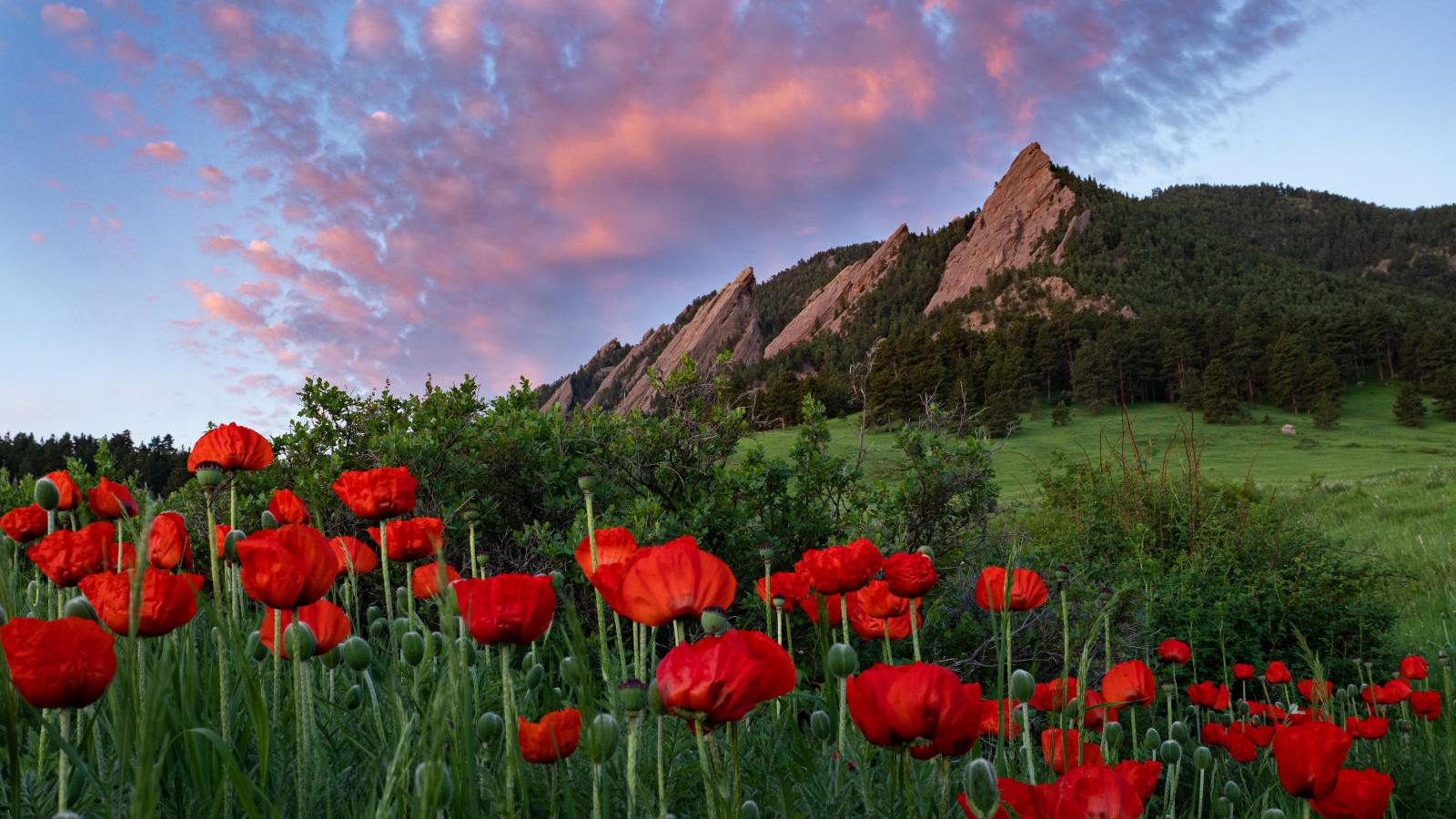 Flatiron mountains with red flowers