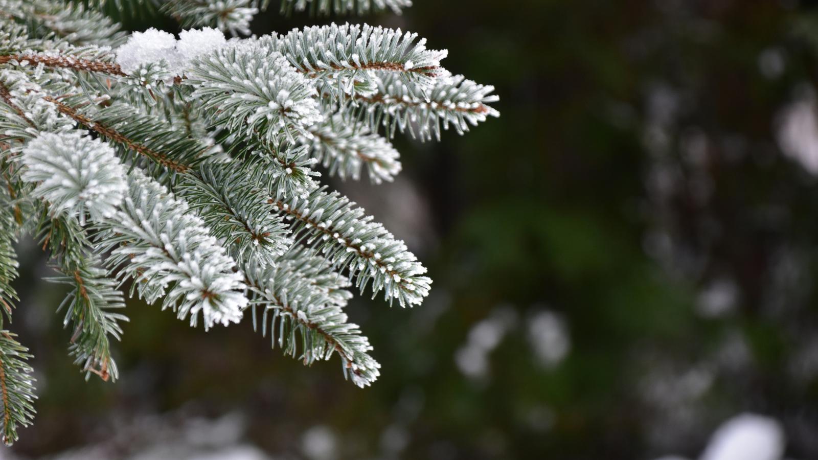 Winter pine bough