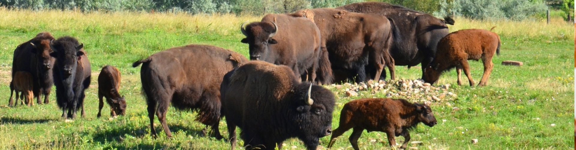 Buffalo